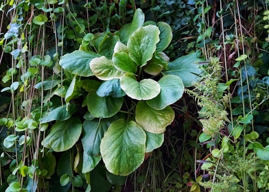 Dense green foliage with large, overlapping leaves surrounded by various climbing and hanging plants. The leaves have a vibrant, healthy appearance with varying shades of green.