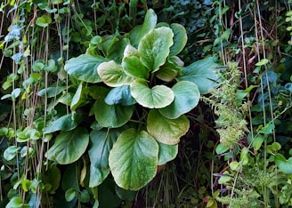 Dense green foliage with large, overlapping leaves surrounded by various climbing and hanging plants. The leaves have a vibrant, healthy appearance with varying shades of green.