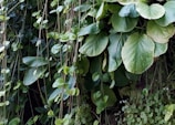 A lush display of various green plants with large, round leaves interspersed with smaller, heart-shaped leaves. The foliage creates a dense and vibrant backdrop, with thin, delicate stems extending vertically throughout the scene.