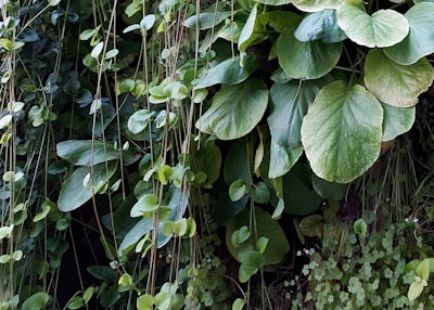 A lush display of various green plants with large, round leaves interspersed with smaller, heart-shaped leaves. The foliage creates a dense and vibrant backdrop, with thin, delicate stems extending vertically throughout the scene.