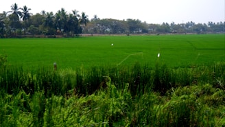 A vibrant green rice field stretches across the landscape, bordered by a line of palm trees in the background. The sky is clear, and the lush vegetation suggests a fertile, tropical environment.