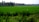 A vibrant green rice field stretches across the landscape, bordered by a line of palm trees in the background. The sky is clear, and the lush vegetation suggests a fertile, tropical environment.