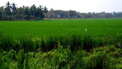 A vibrant green rice field stretching under a clear blue sky, showcasing fresh growth and healthy crops.