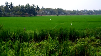 A vibrant green rice field stretches across the landscape, bordered by a line of palm trees in the background. The sky is clear, and the lush vegetation suggests a fertile, tropical environment.