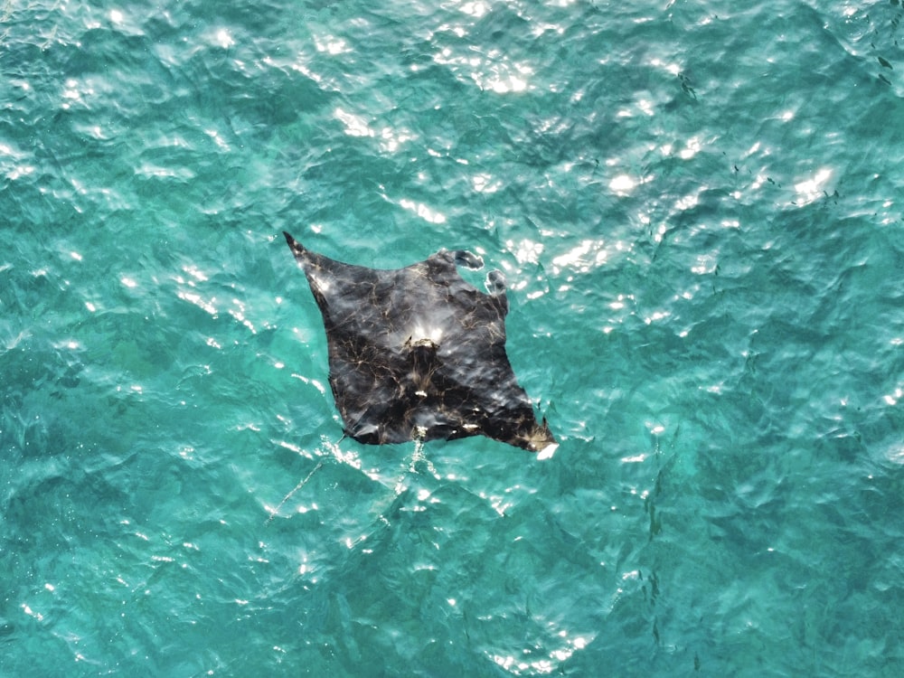 Un animal grande flotando sobre un cuerpo de agua