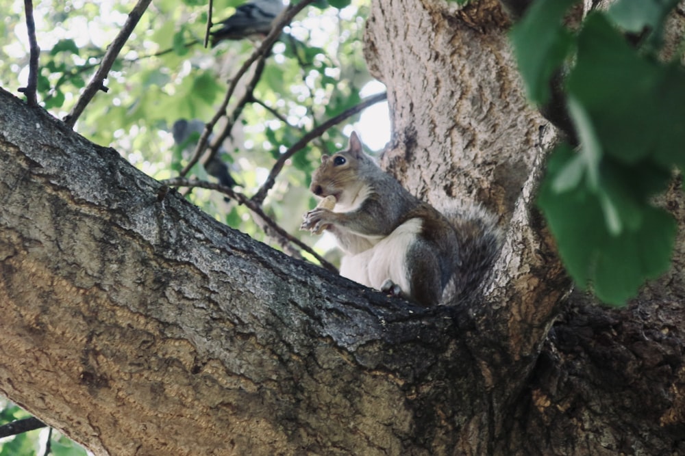 a squirrel is sitting on a tree branch