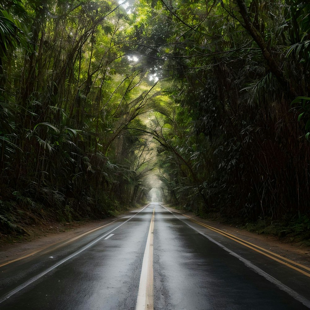 a wet road surrounded by lush green trees