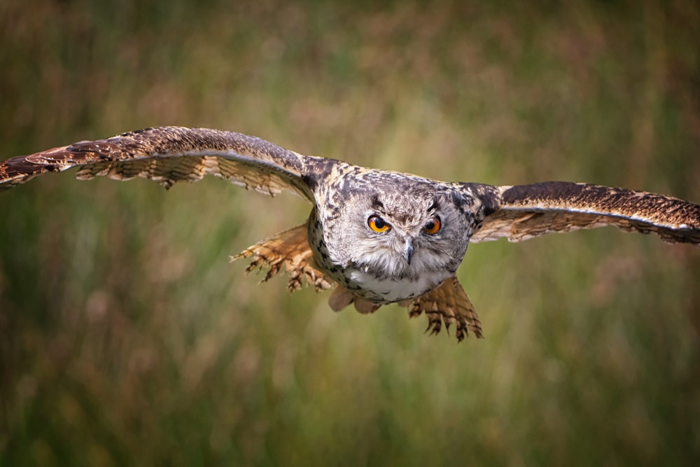 a large owl flying through a lush green field