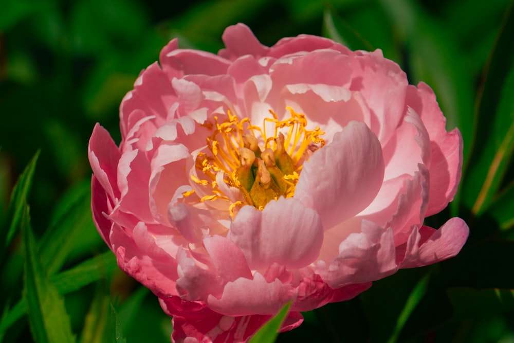 a close up of a pink flower with green leaves