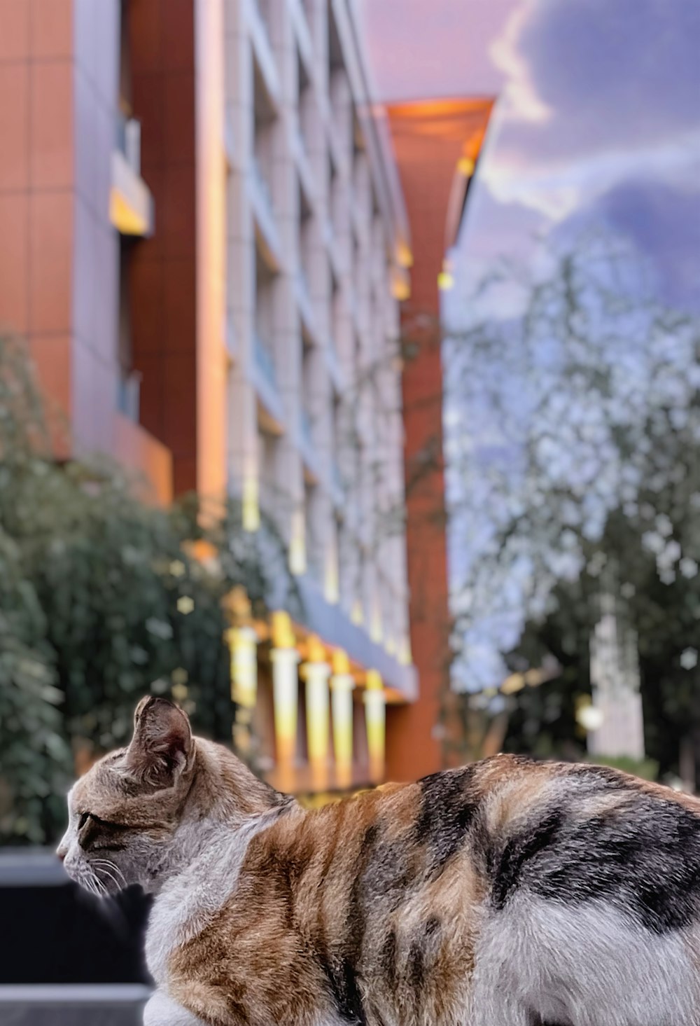 a cat sitting on top of a bench next to a building