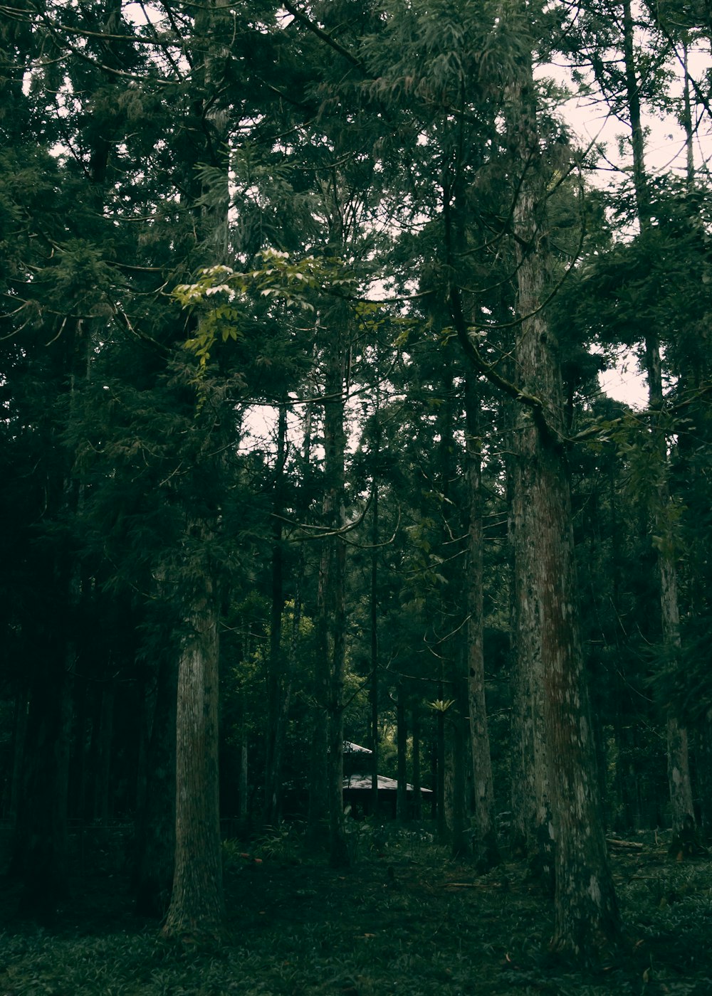 a car is parked in the middle of a forest