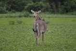 A lone nilgai stands in a lush green field, turning to look directly at the camera. The background is dense with verdant foliage, giving the scene a natural and serene setting.