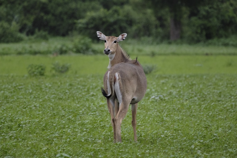 a deer standing in the middle of a field