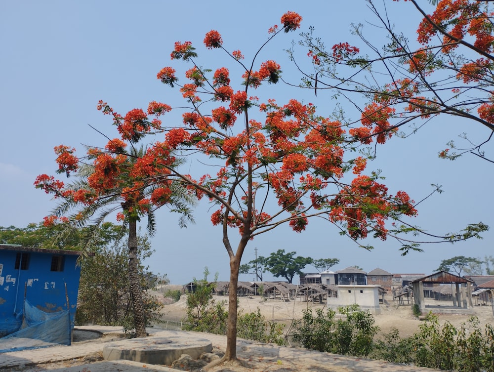 a tree with red flowers in front of a blue building