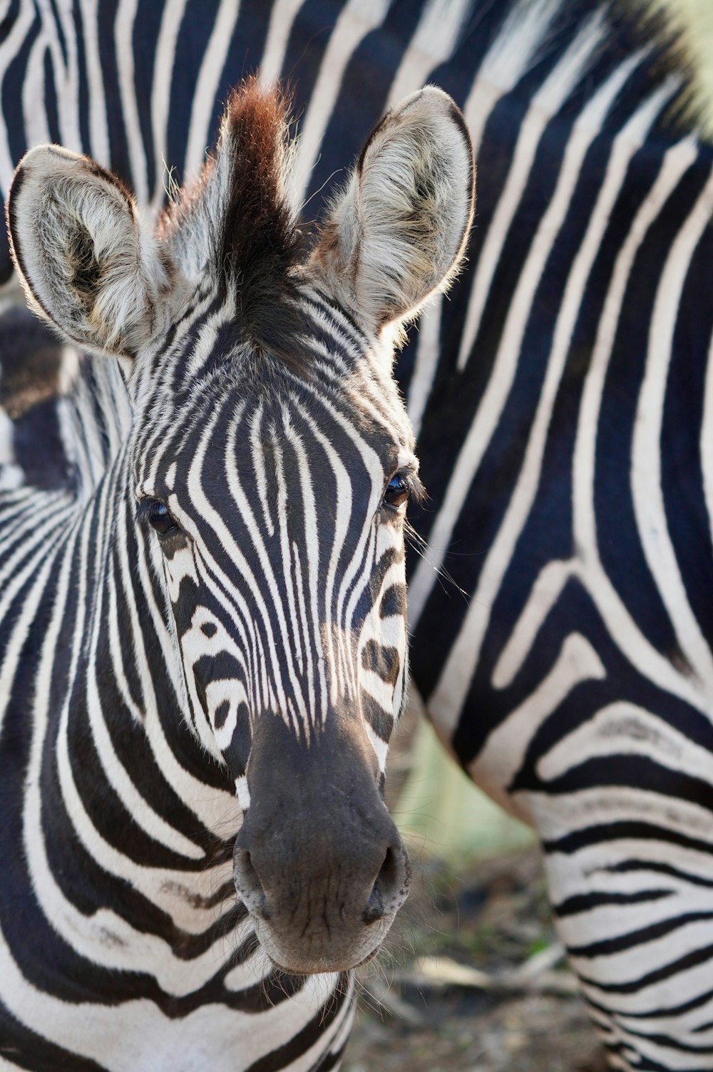 a close up of two zebras standing next to each other