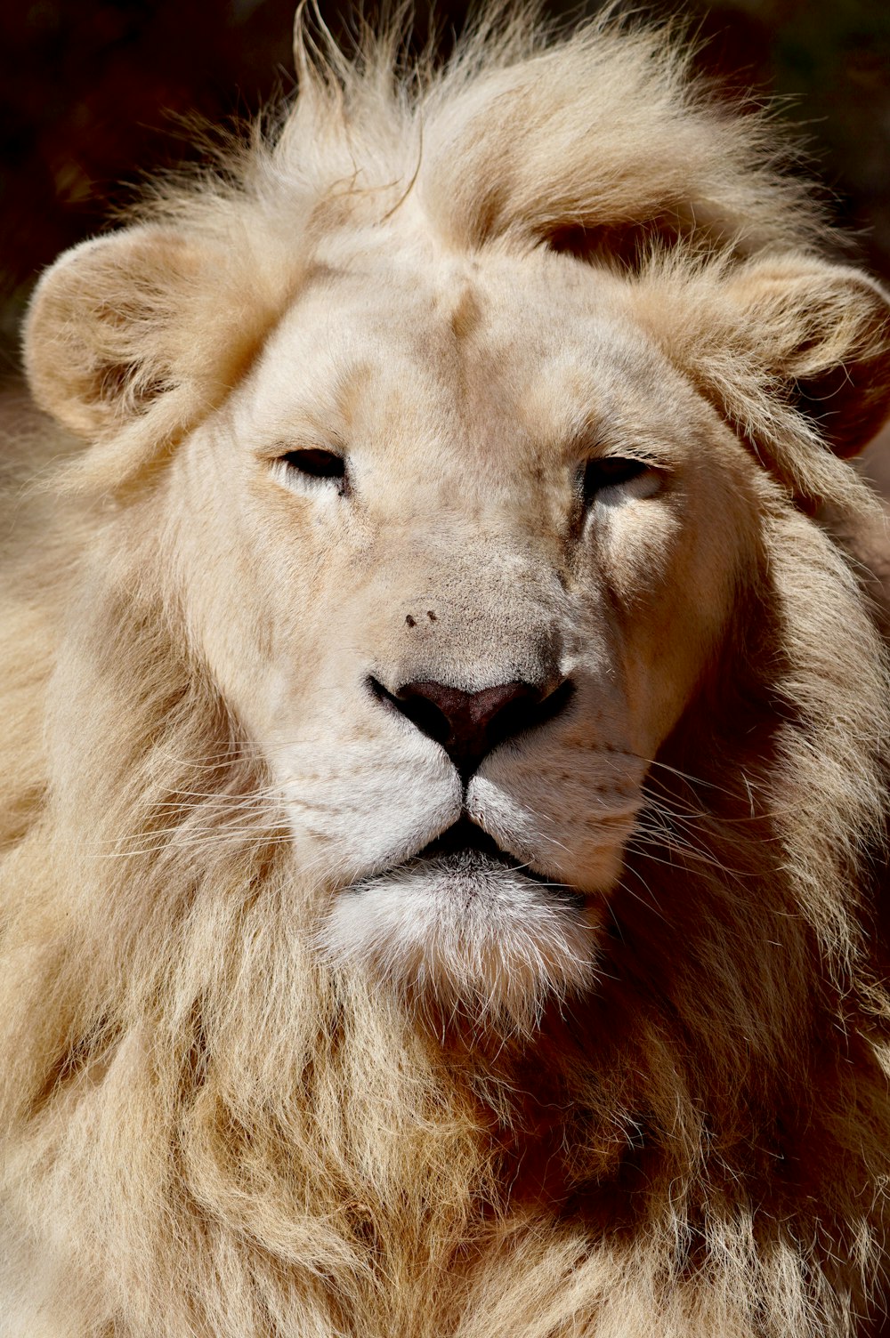 a close up of a lion's face with a blurry background