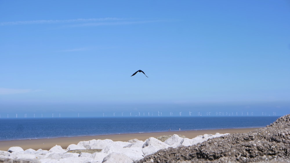 a bird flying over a beach next to the ocean
