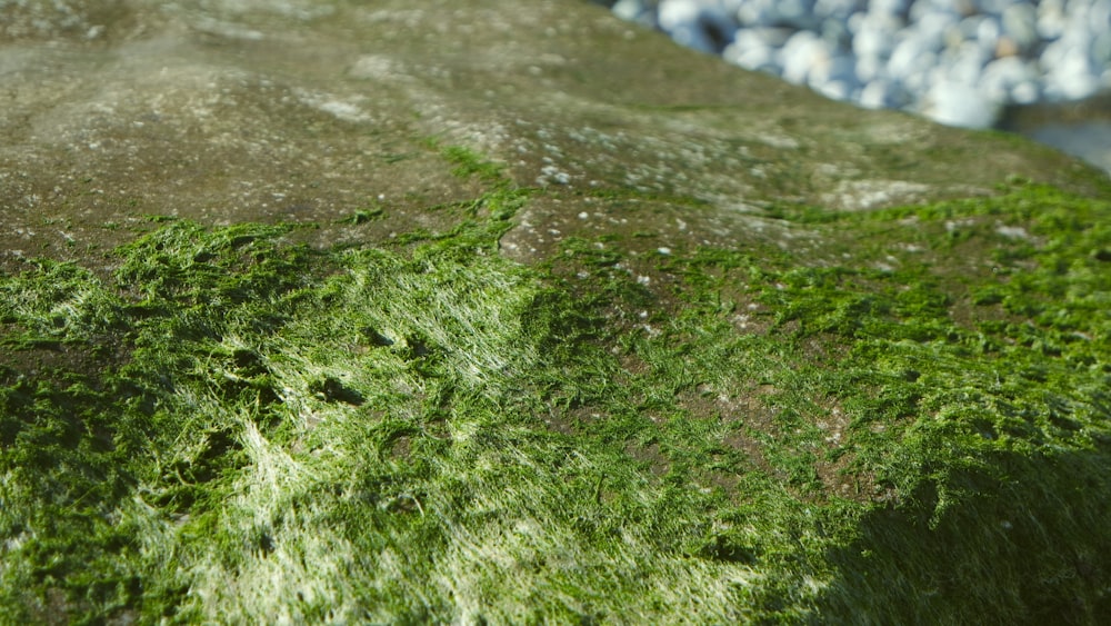 a close up of moss growing on a rock