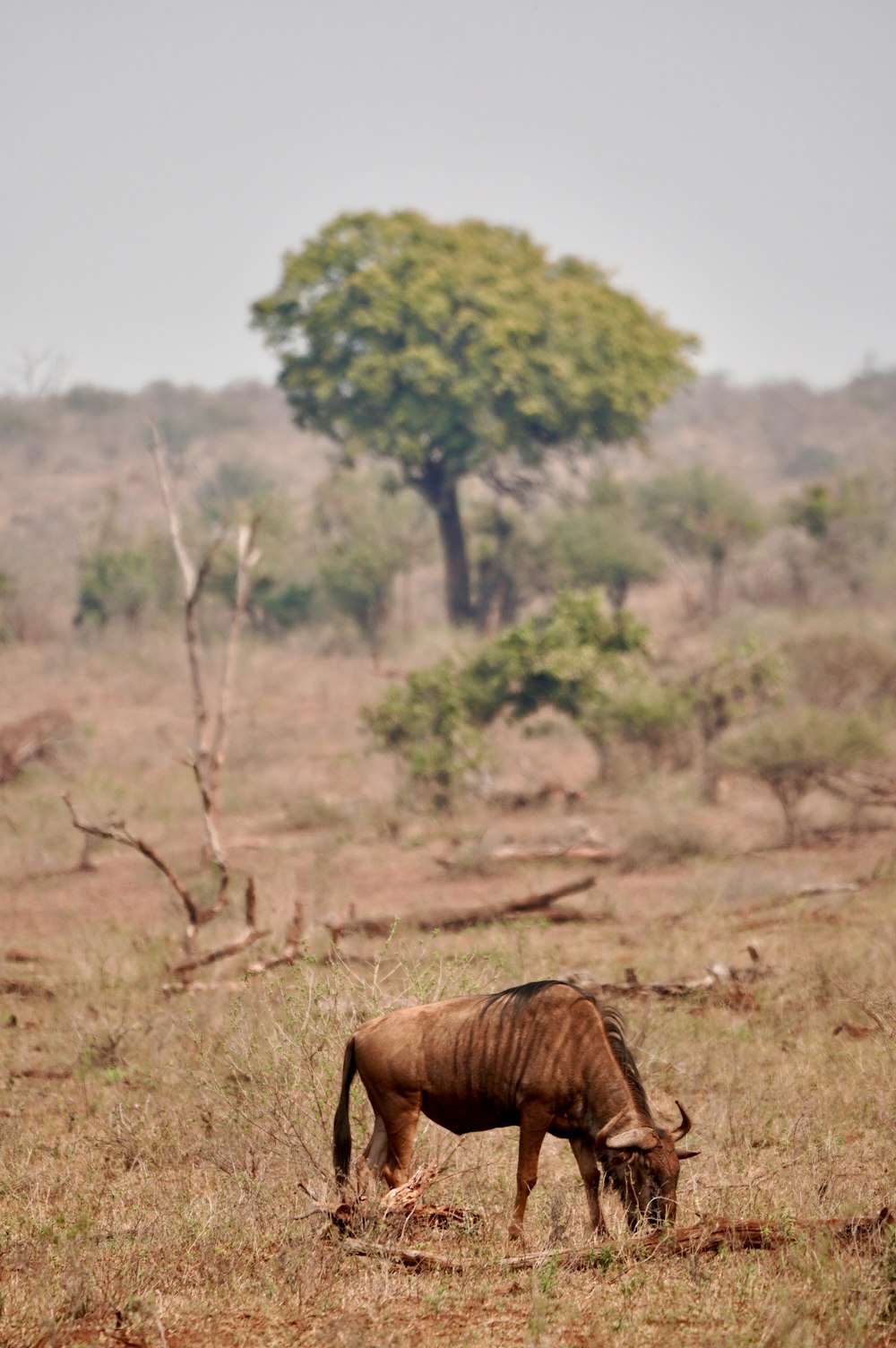 a wildebeest grazes in a field with trees in the background