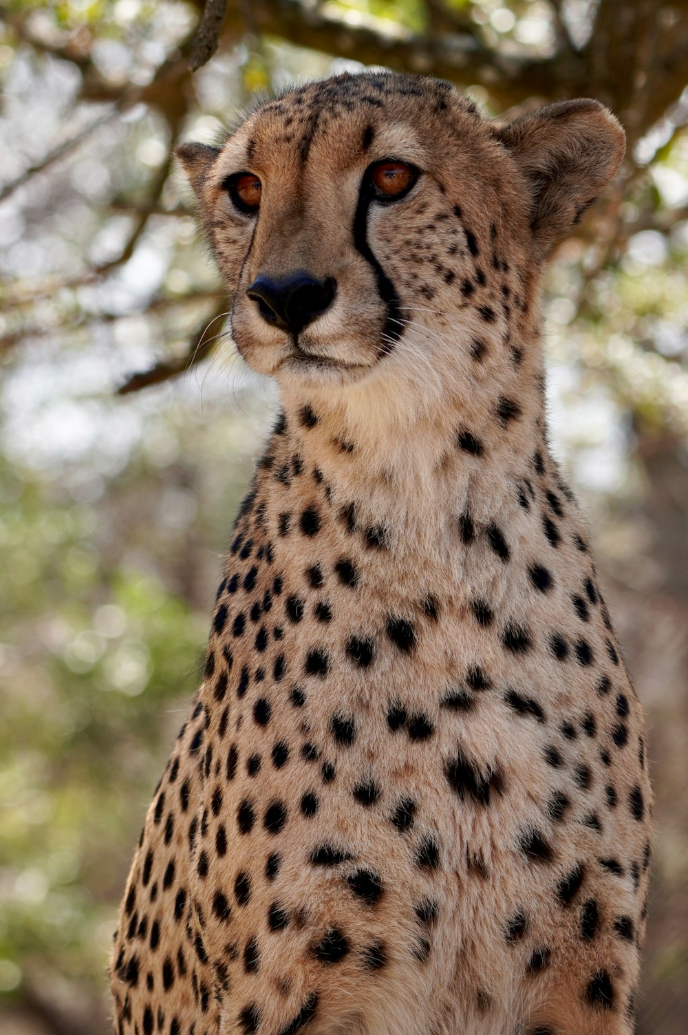 a close up of a cheetah sitting under a tree