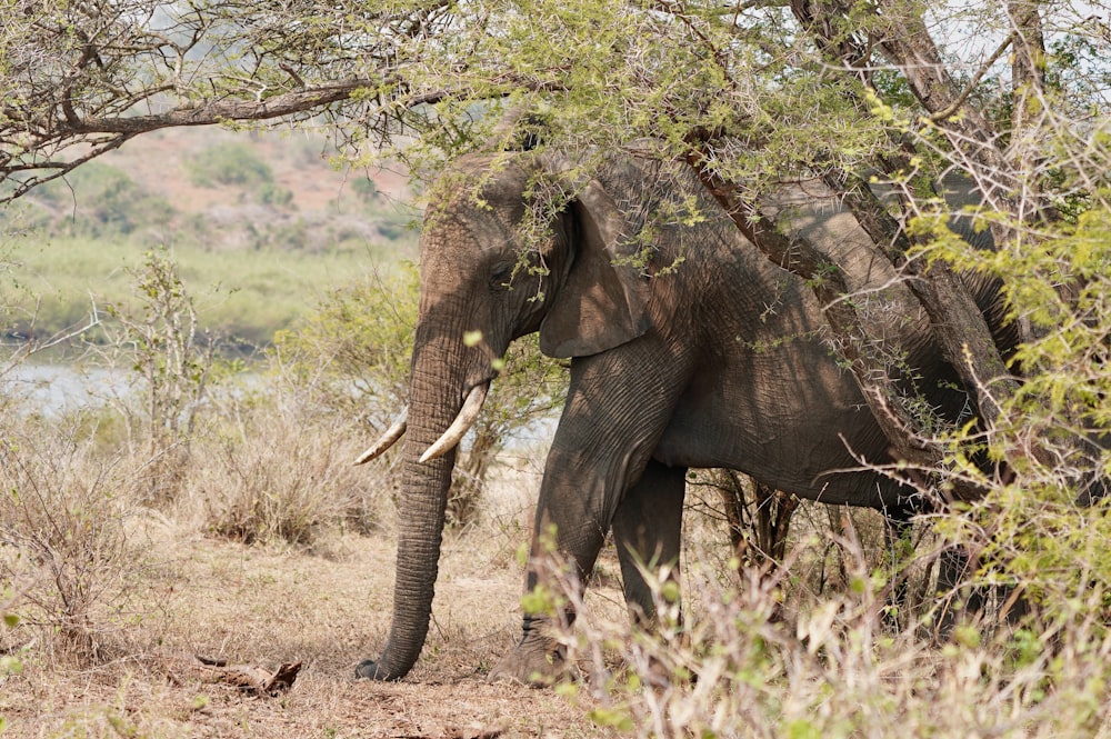 an elephant standing under a tree in a field