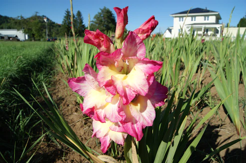 a pink and white Gladiolus , Netherlands dutch flower bulb exporter and supplier  to IRAN