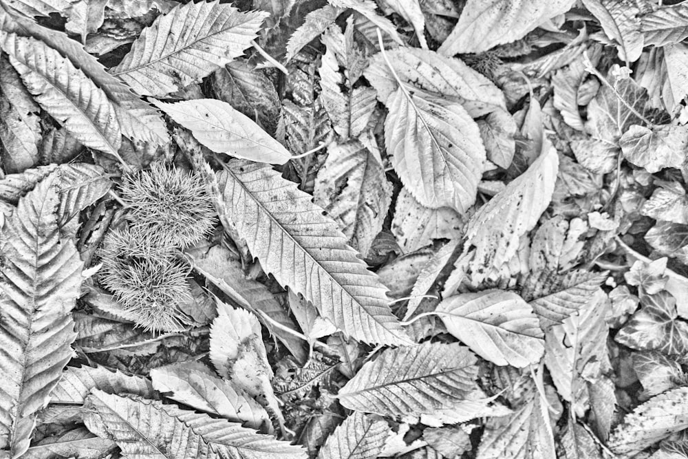 a black and white photo of leaves on the ground