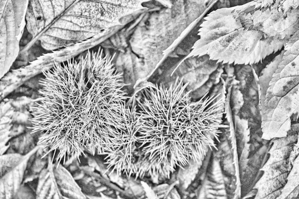 a black and white photo of some leaves
