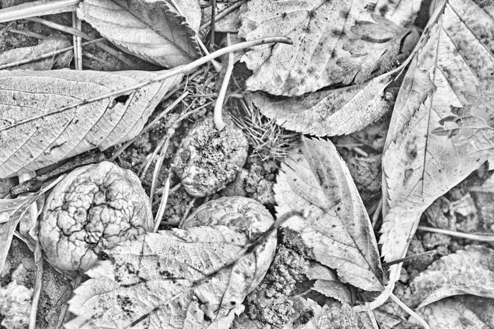 a black and white photo of leaves on the ground