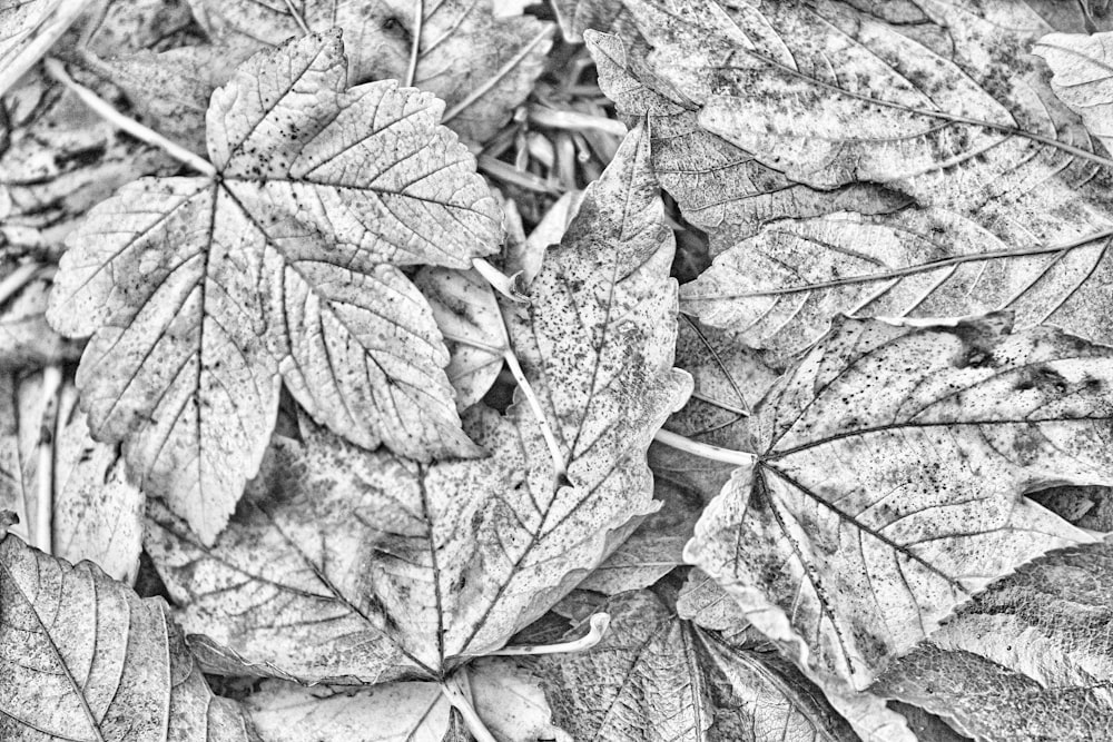 Une photo en noir et blanc de feuilles au sol