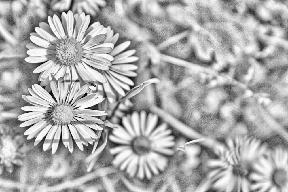 a black and white photo of a bunch of flowers