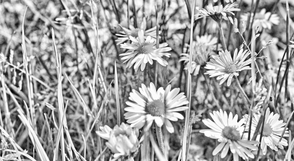 black and white photograph of daisies in a field
