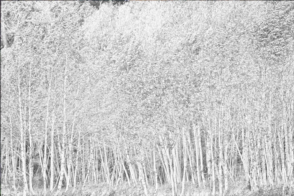 a black and white photo of a grove of trees