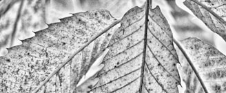 Close-up of delicate textures in nature, highlighting fine details and contrast.