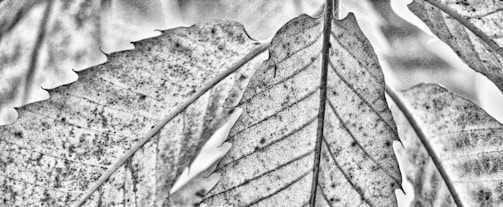 Close-up of delicate textures in nature, highlighting fine details and contrast.