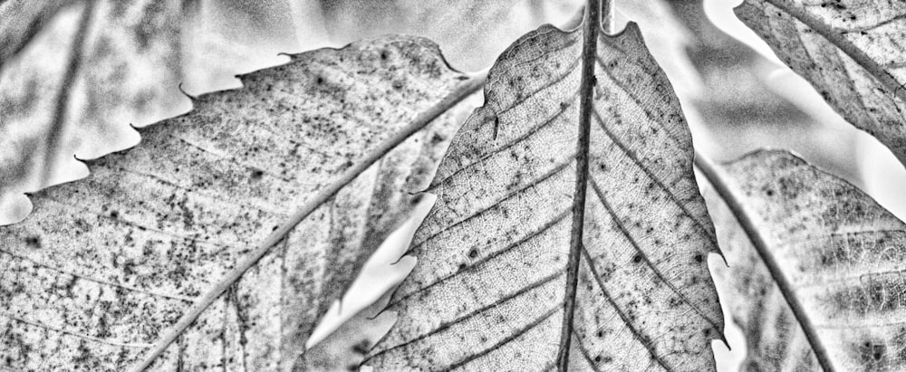 a black and white photo of two leaves