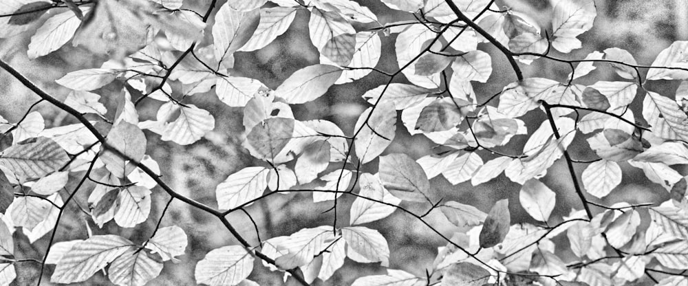 a black and white photo of leaves on a tree