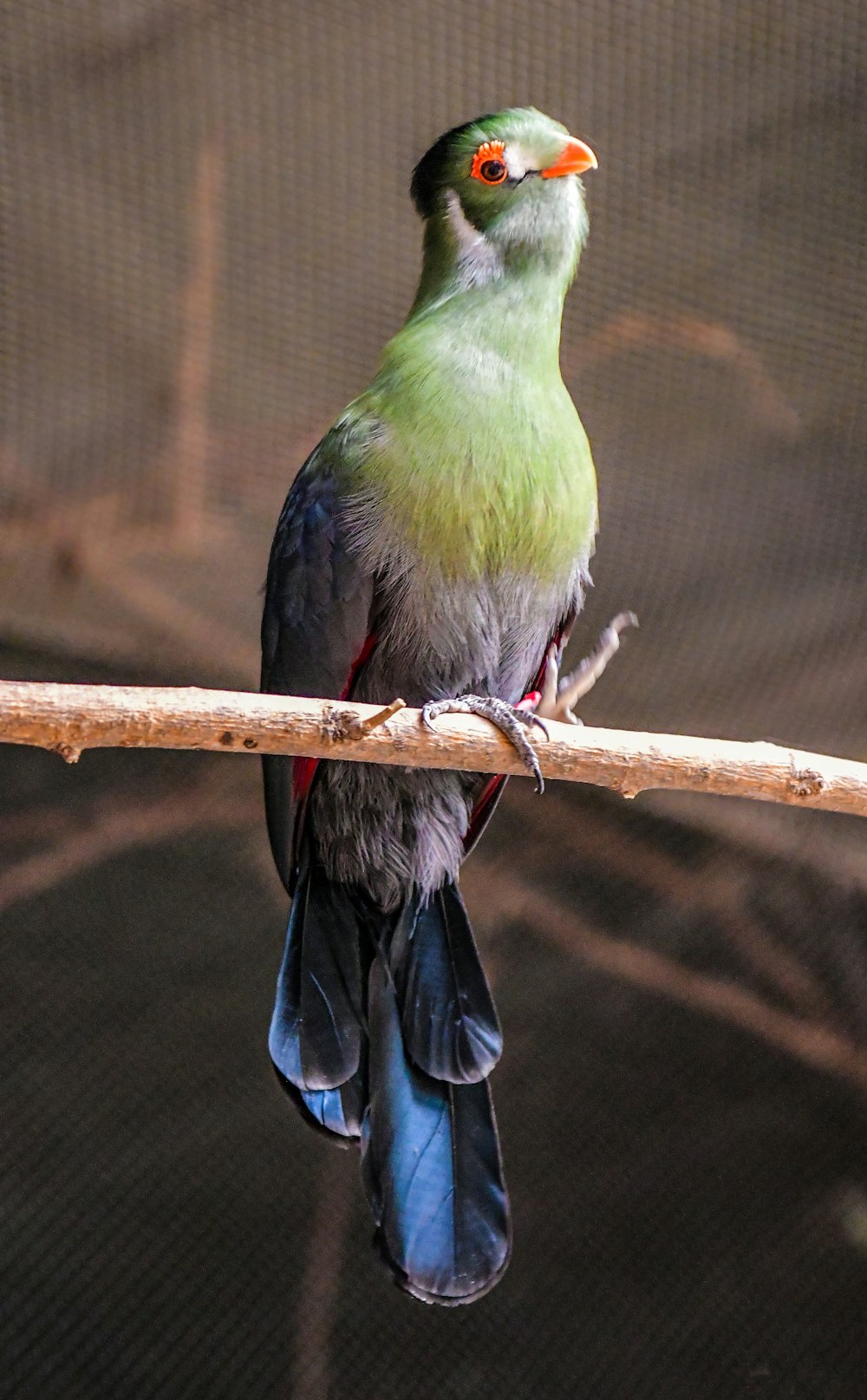 a colorful bird sitting on a branch in a cage