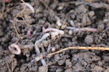 Close-up of rich, dark vermicompost with earthworms actively working.