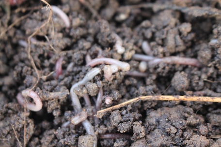 Several earthworms are visible within dark, rich soil, surrounded by small clumps of dirt and fine roots.