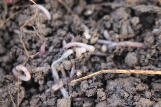 Several earthworms are visible within dark, rich soil, surrounded by small clumps of dirt and fine roots.