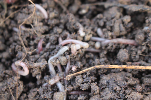 Close-up of rich, dark organic soil teeming with earthworms and tiny roots.