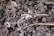 Several earthworms are visible within dark, rich soil, surrounded by small clumps of dirt and fine roots.