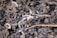 Several earthworms are visible within dark, rich soil, surrounded by small clumps of dirt and fine roots.