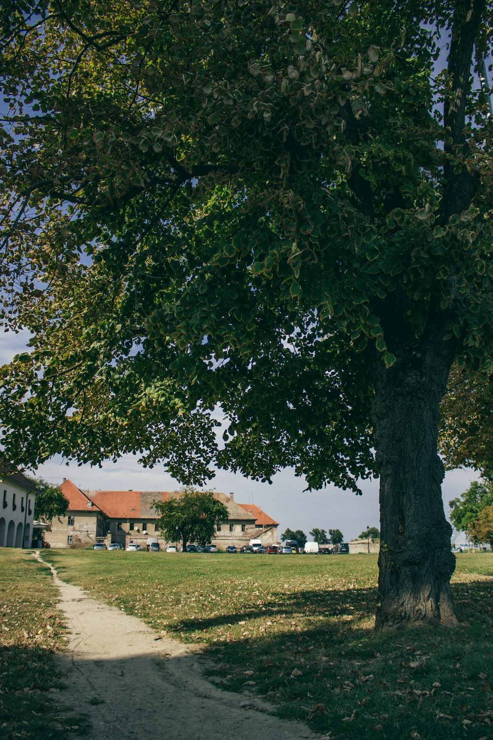 a tree in a field with a house in the background