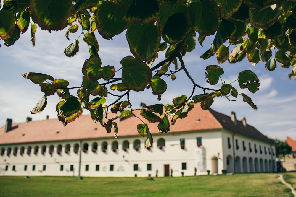 a large white building with a tree in front of it