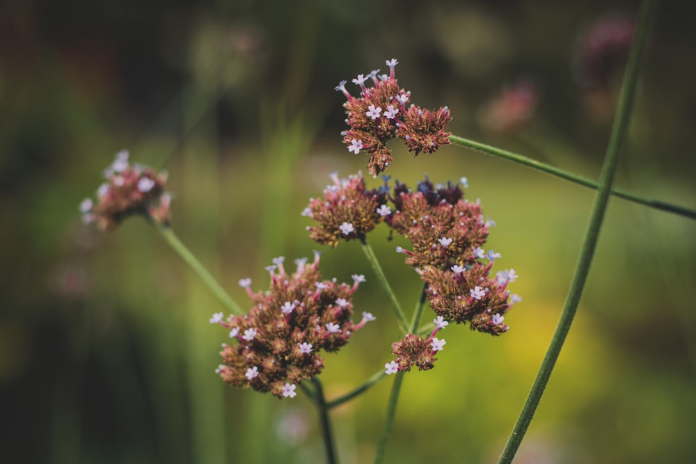 a close up of a flower in a field