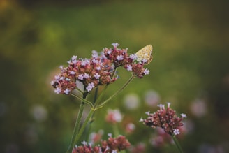 A serene pastel violet butterfly resting gently on a soft flower petal.