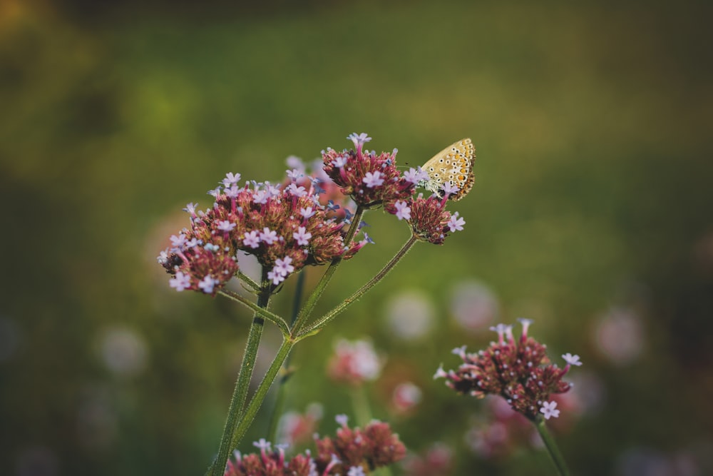 a yellow butterfly sitting on a purple flower