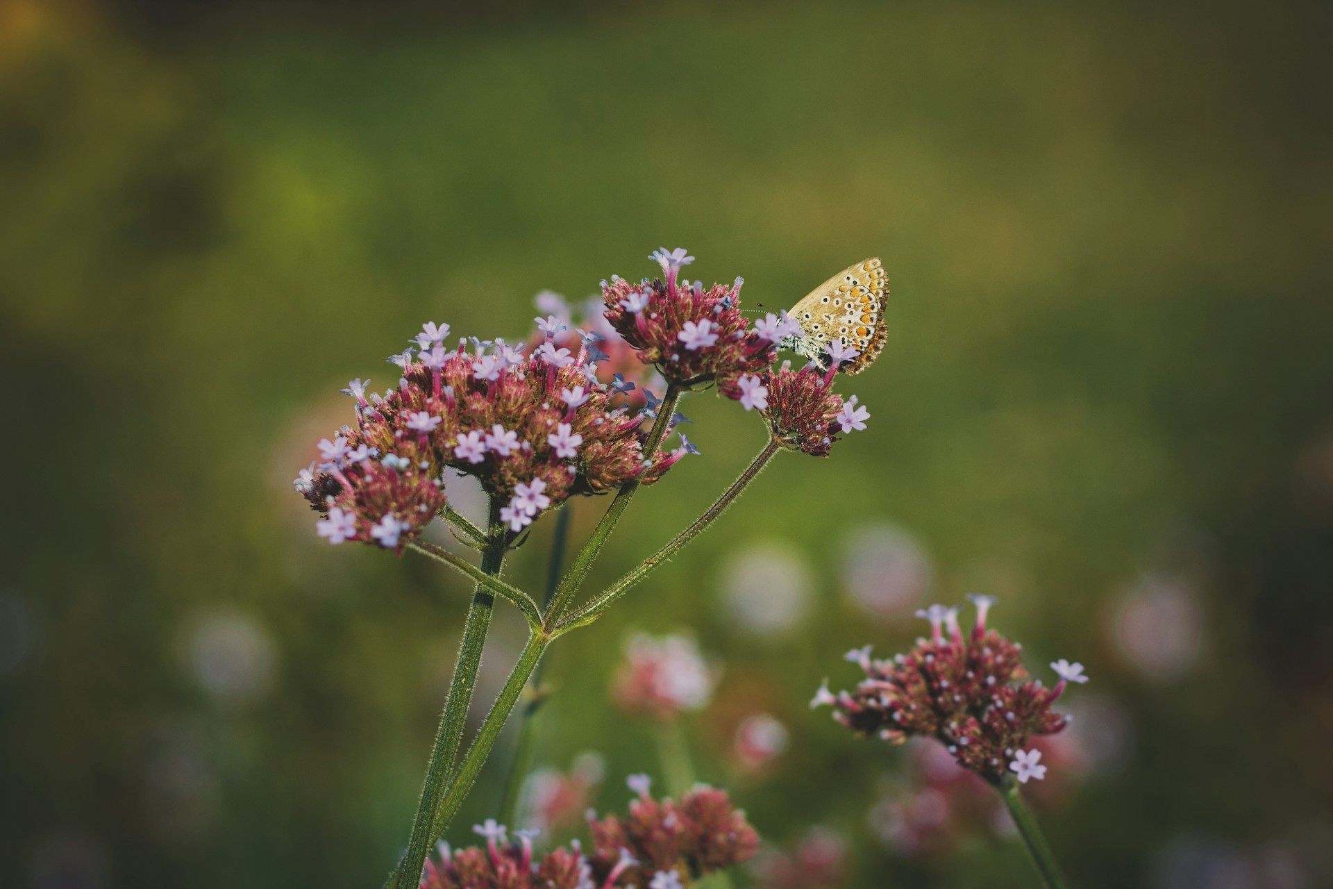 gray computer monitor